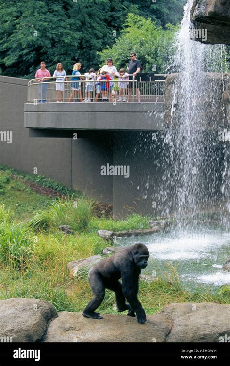gorilla st louis zoo